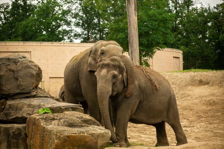 ZOO Planckendael tickets voor €40,50 — direct als e-ticket